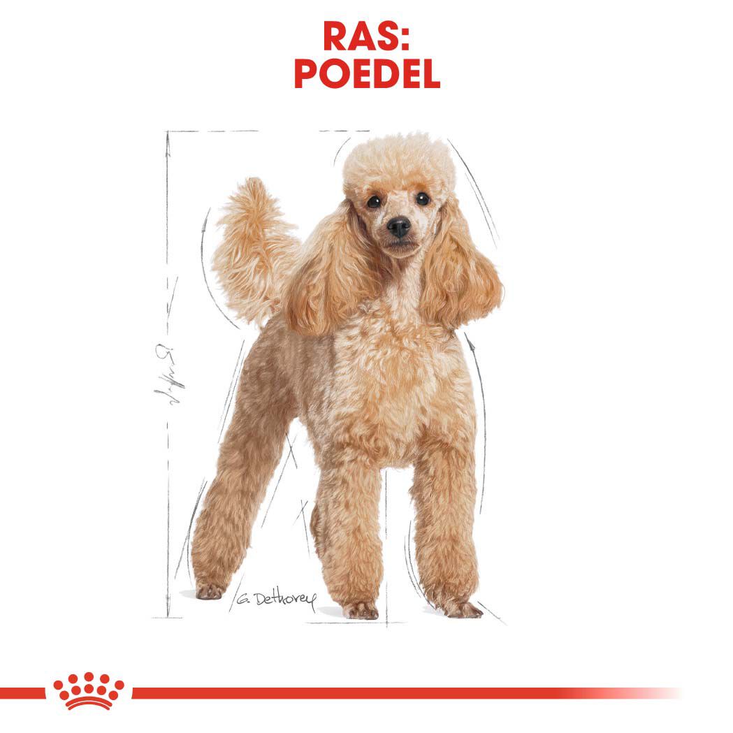 Royal Canin Poedel Adult  - Hondenvoer - 1.5 - gevogelte