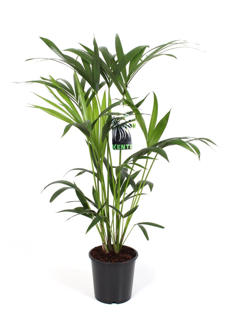 Kentia Palm (Howea Forsteriana) - Kamerplant