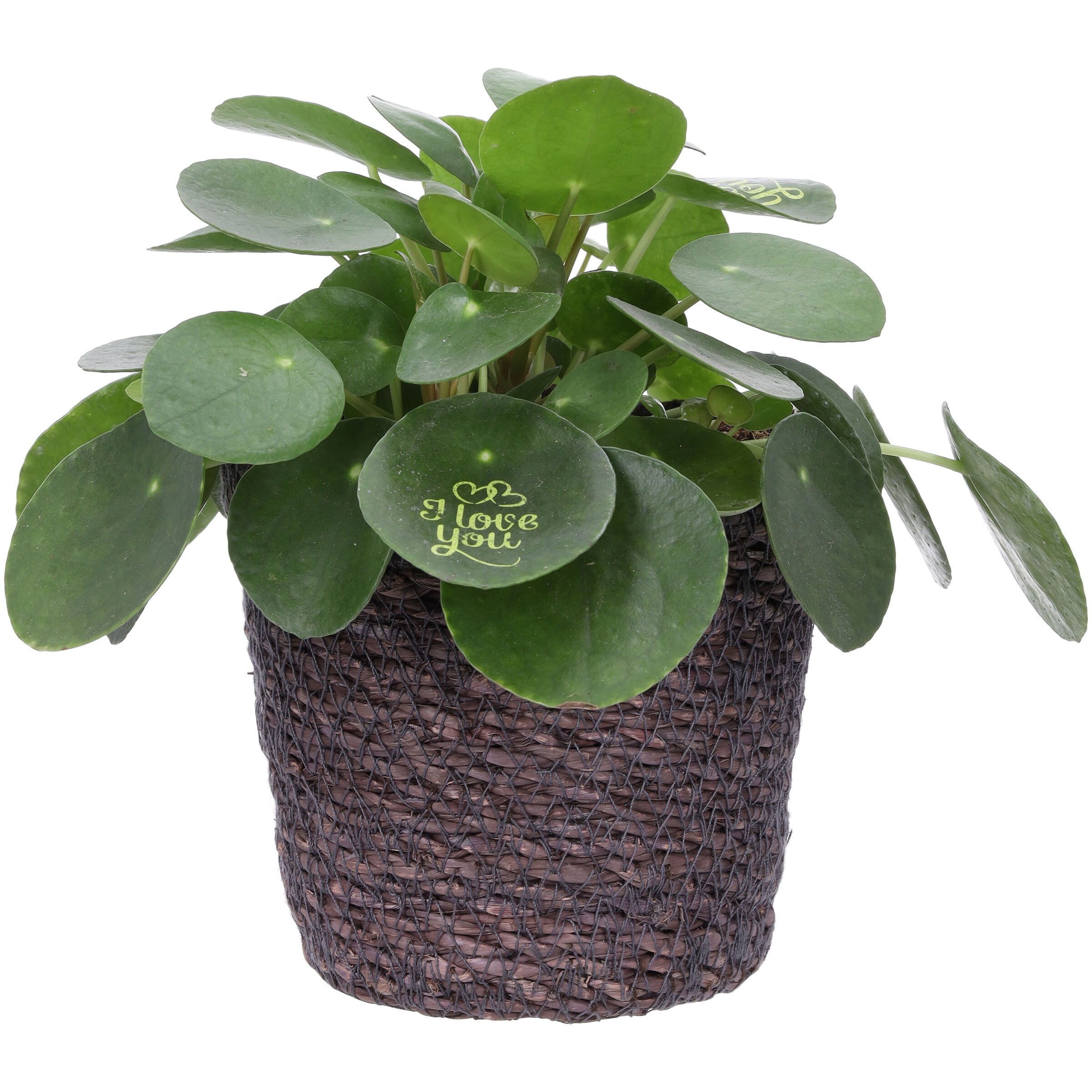 Pilea in Mand - Kamerplant - 12 cm