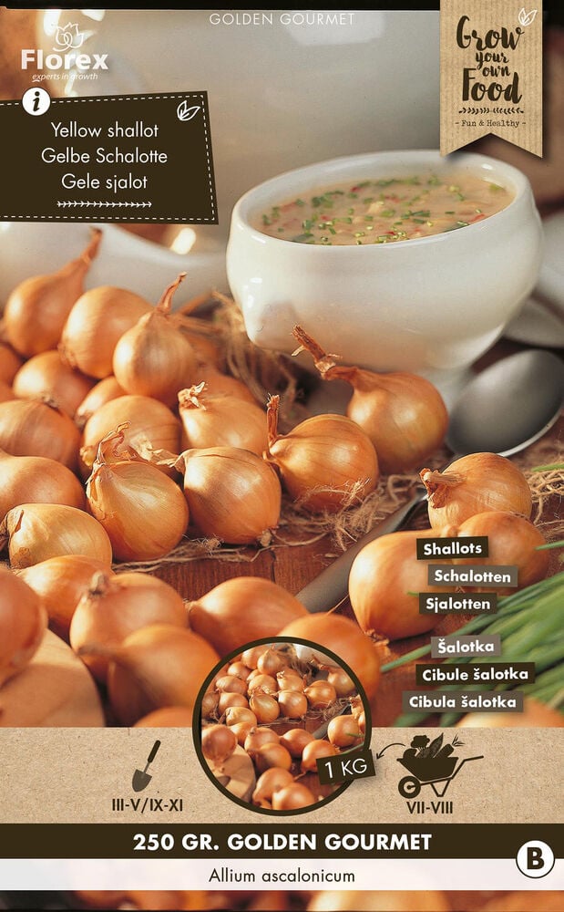 Florex Golden Gourmet Allium ascalonicum - Sjalotten