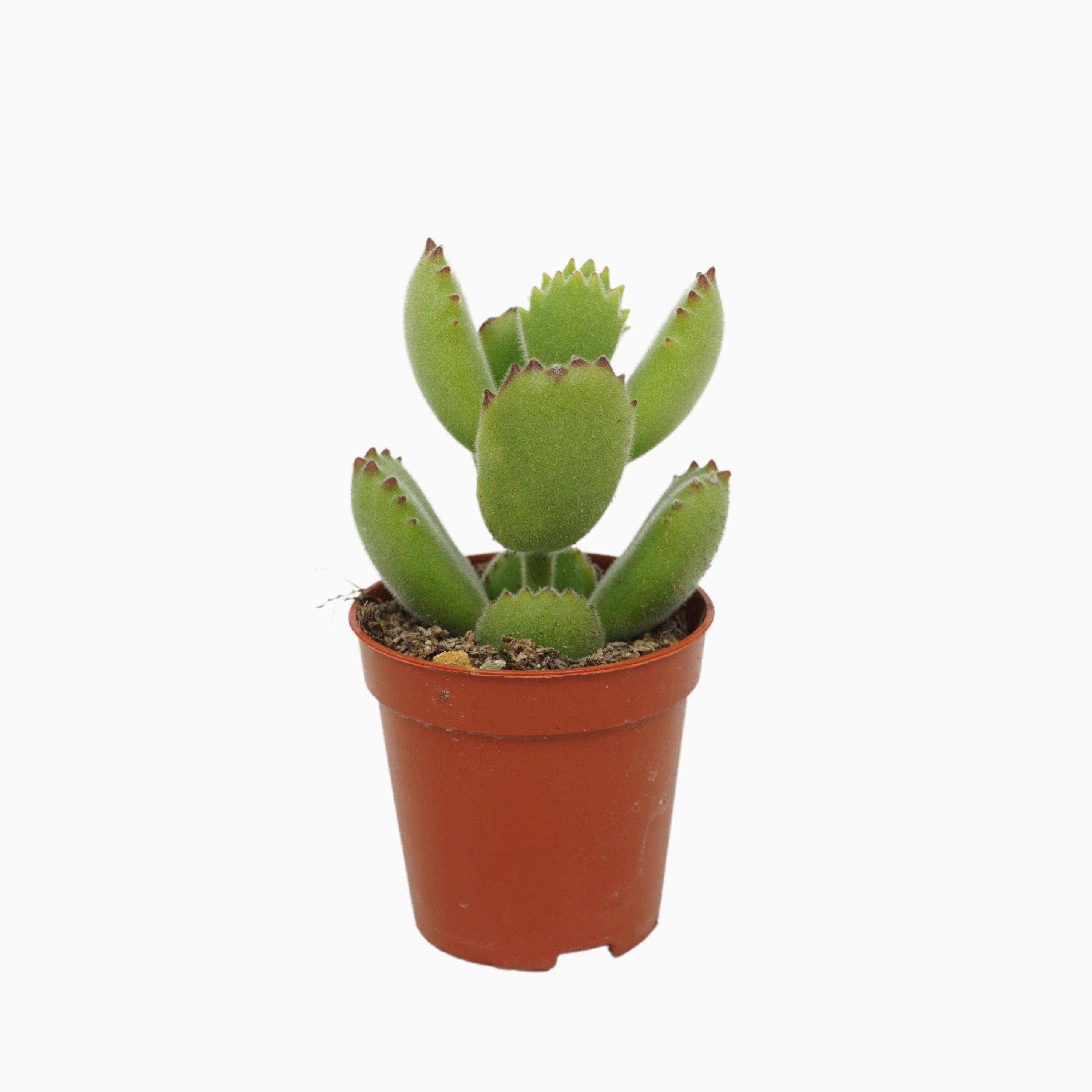 Succulent - Kamerplant - 5.5 cm
