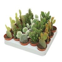 Cactus - Kamerplant - 5.5 cm