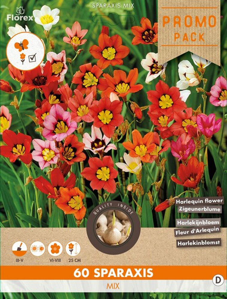 Florex Sparaxis Tricolor - Bloembollen