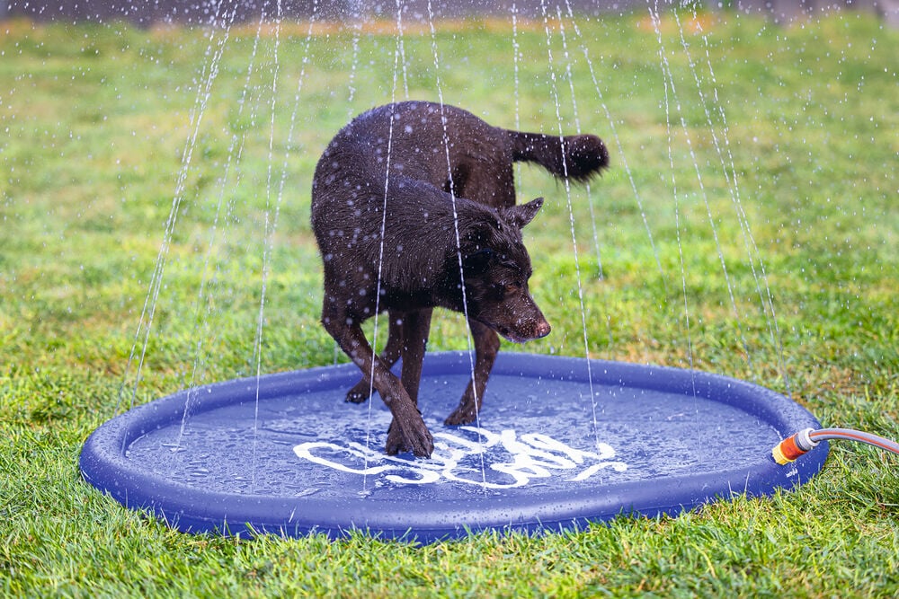 Beeztees Stay cool - Sprinkler mat -Waterspeelgoed hond - blauw - 27.8x100x4.7 cm