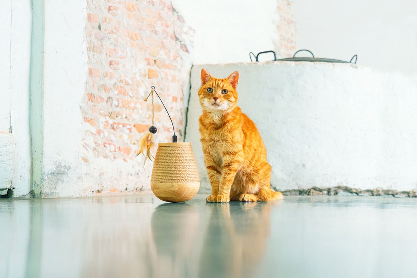 Designed by Lotte Mae - Kattenspeeltje