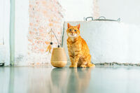 Designed by Lotte Mae - Kattenspeeltje