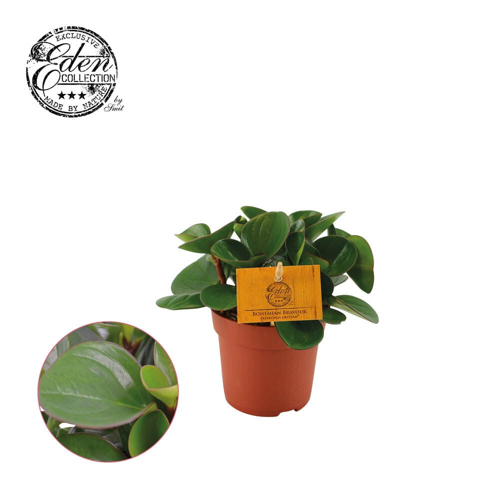 Peperomia Obtipan - Kamerplant Peperomia Obtipan - Kamerplant