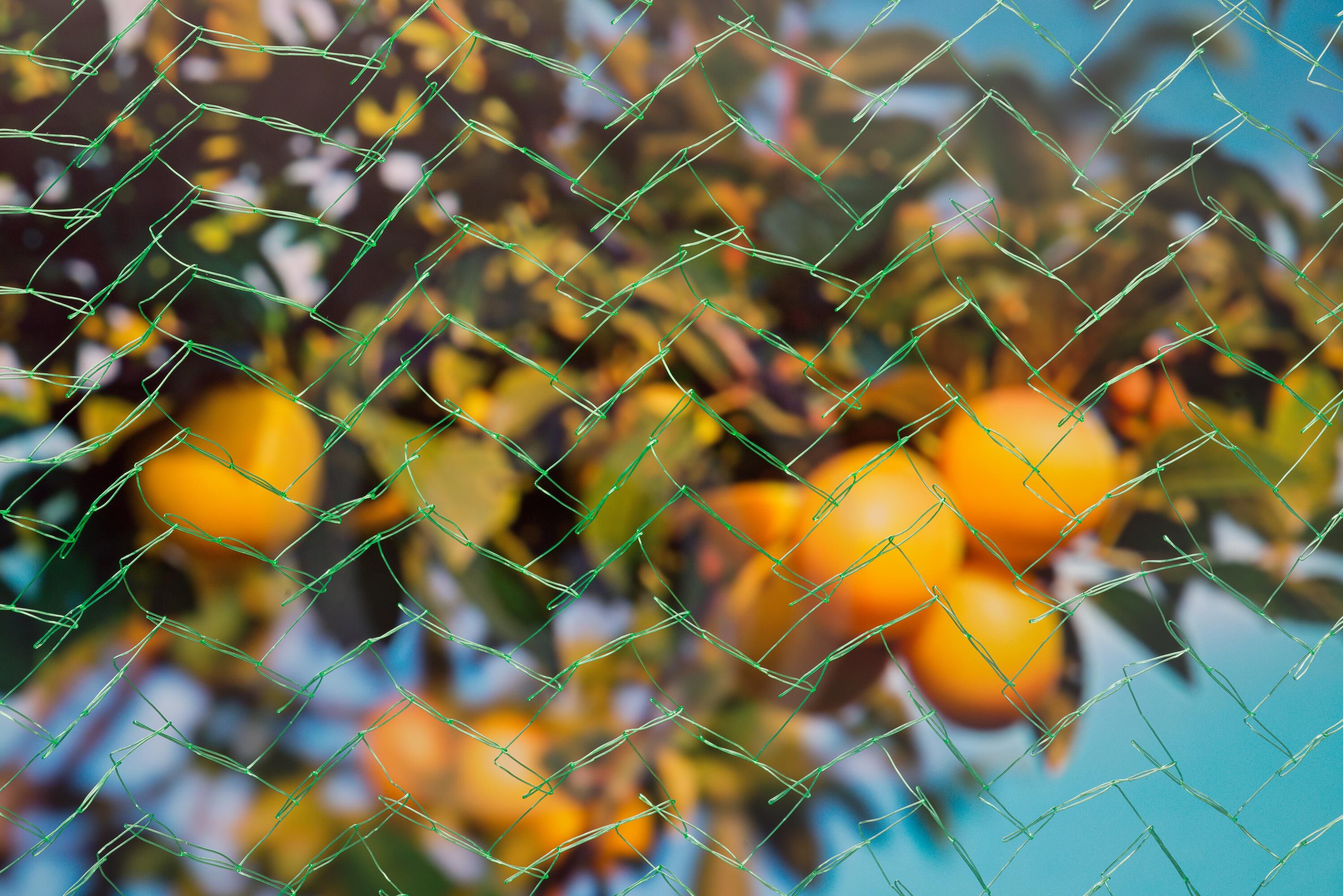 Nature Tuinnet Mono - Plantbescherming - 5x2 meter - Groen - 200x50 cm