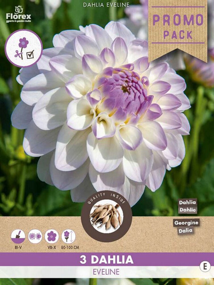 Florex Dahlia Eveline - Bloembollen