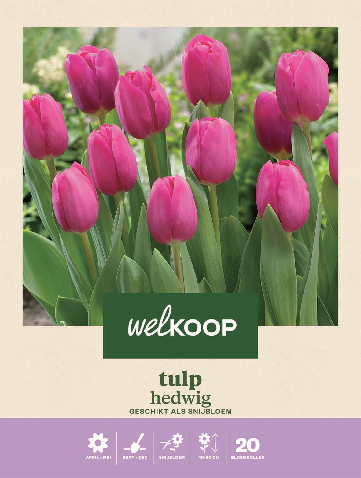 Welkoop Tulp Hedwig - Bloembollen Welkoop Tulp Hedwig - Bloembollen