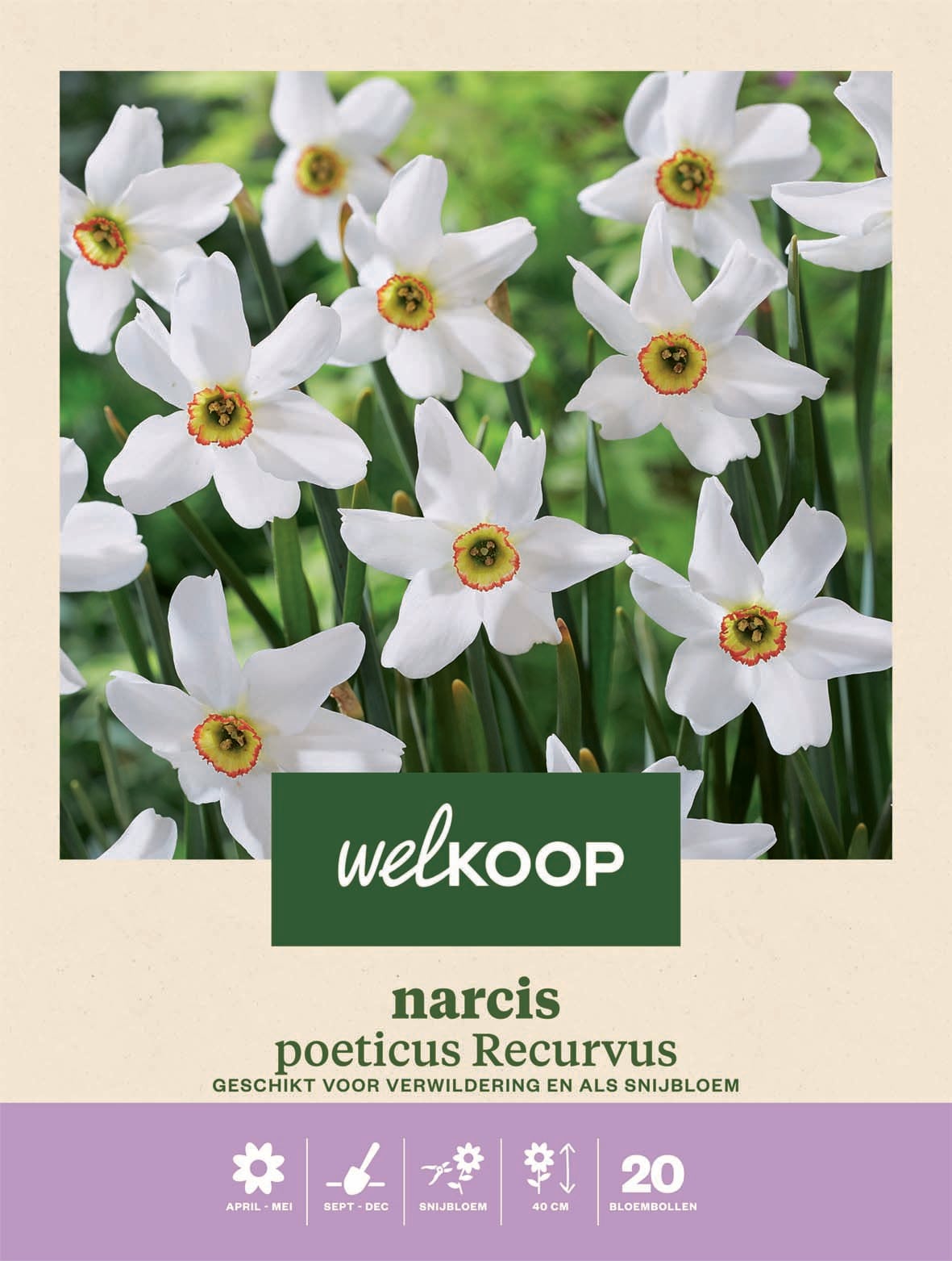 Welkoop Narcis poeticus Recurvus - Bloembollen Welkoop Narcis poeticus Recurvus - Bloembollen