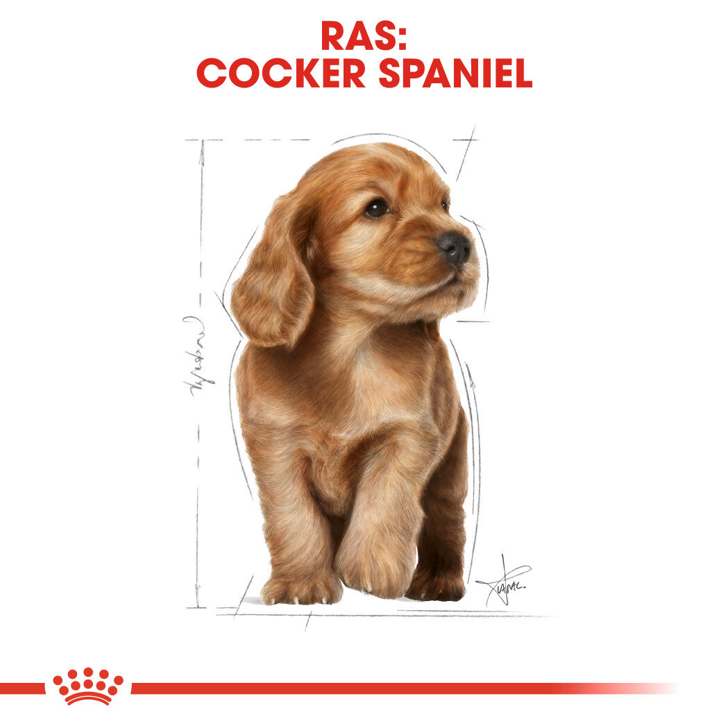 Royal Canin Cocker Puppy - Hondenvoer - 3 Kilogram - gevogelte