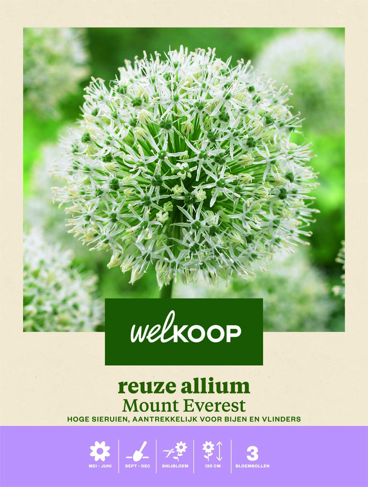 Welkoop Reuze Allium Mount Everest - Bloembollen Welkoop Reuze Allium Mount Everest - Bloembollen