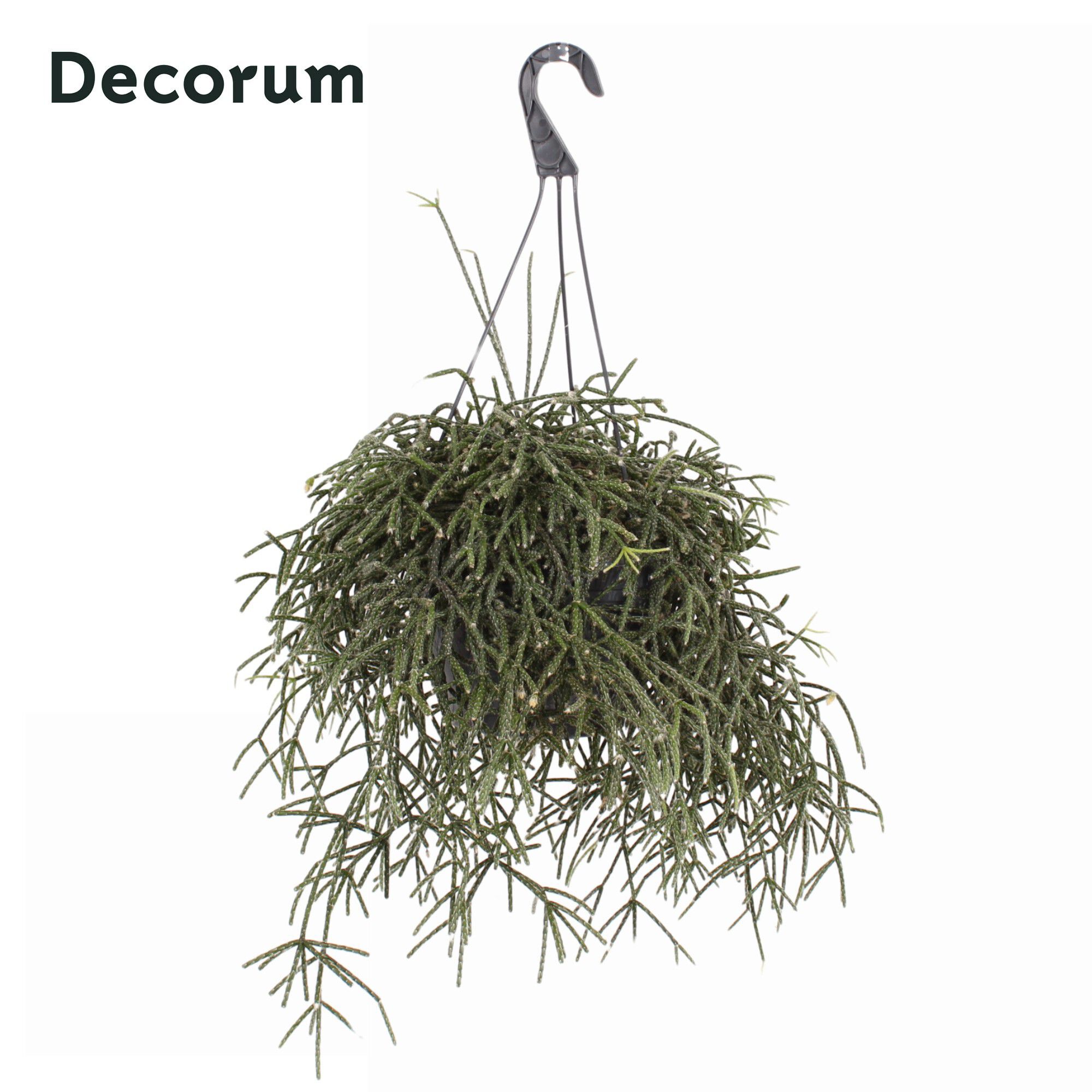 Rhipsalis Mix (rotskoraal) - Kamerplant - 10.5 cm