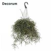 Rhipsalis Mix (rotskoraal) - Kamerplant - 10.5 cm