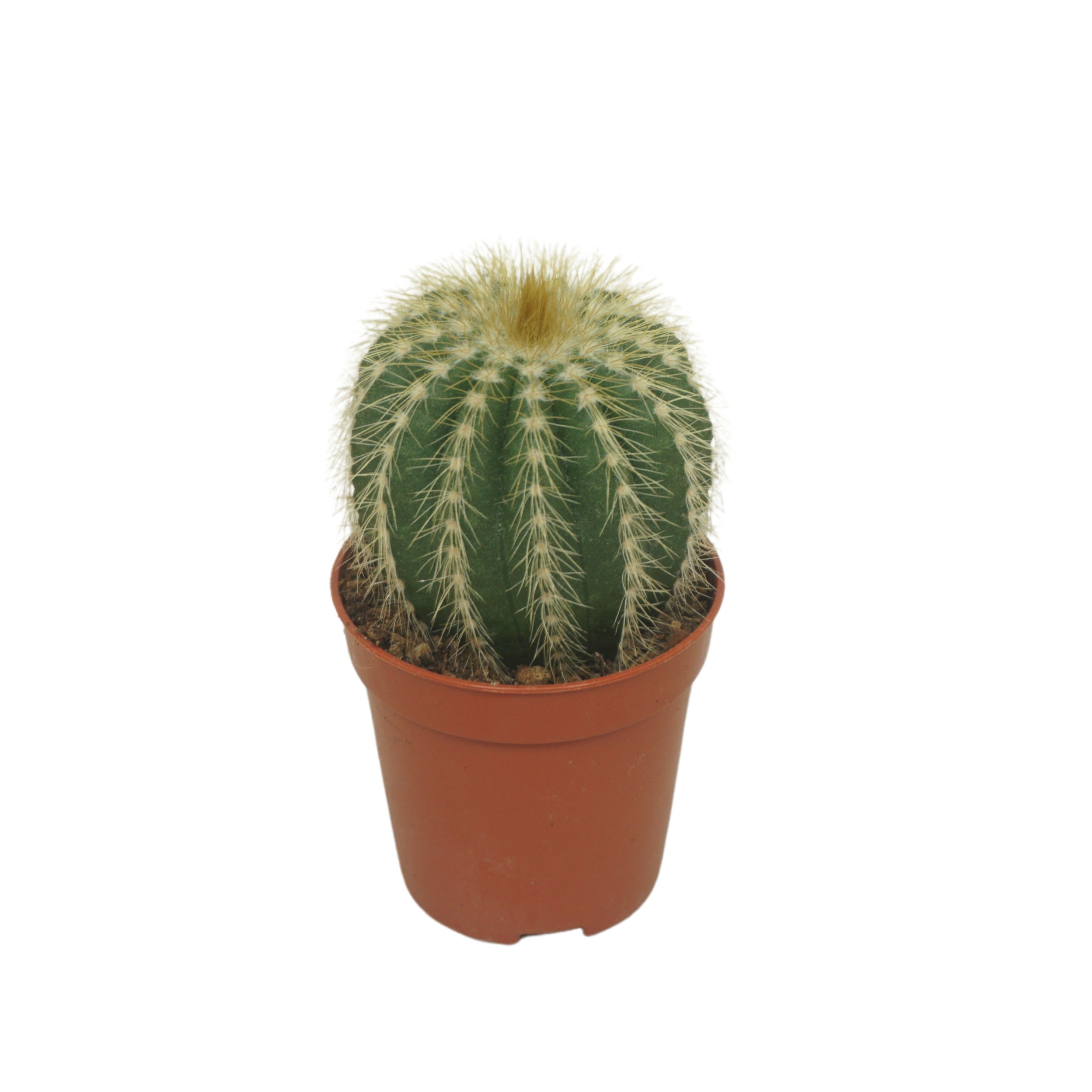 Cactus - Kamerplant - 5.5 cm