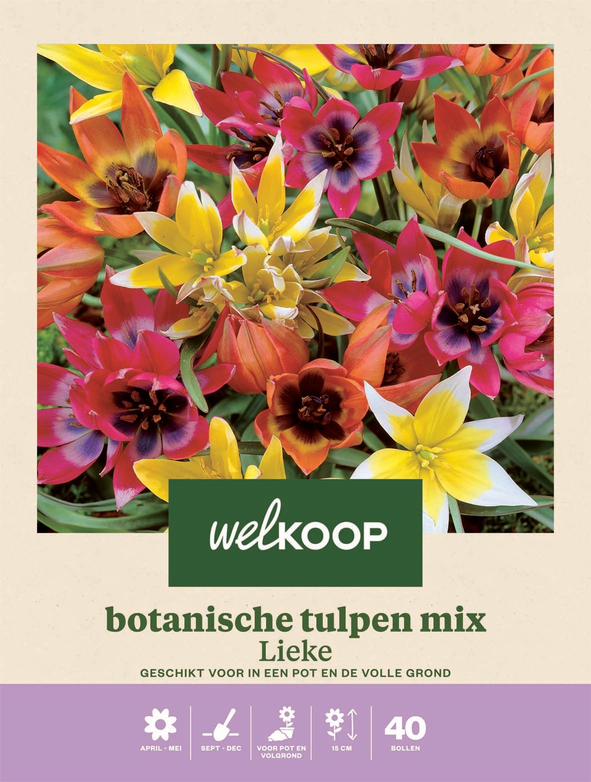 Welkoop Botanische Tulpen mix Lieke - Bloembollen
