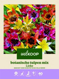 Welkoop Botanische Tulpen mix Lieke - Bloembollen