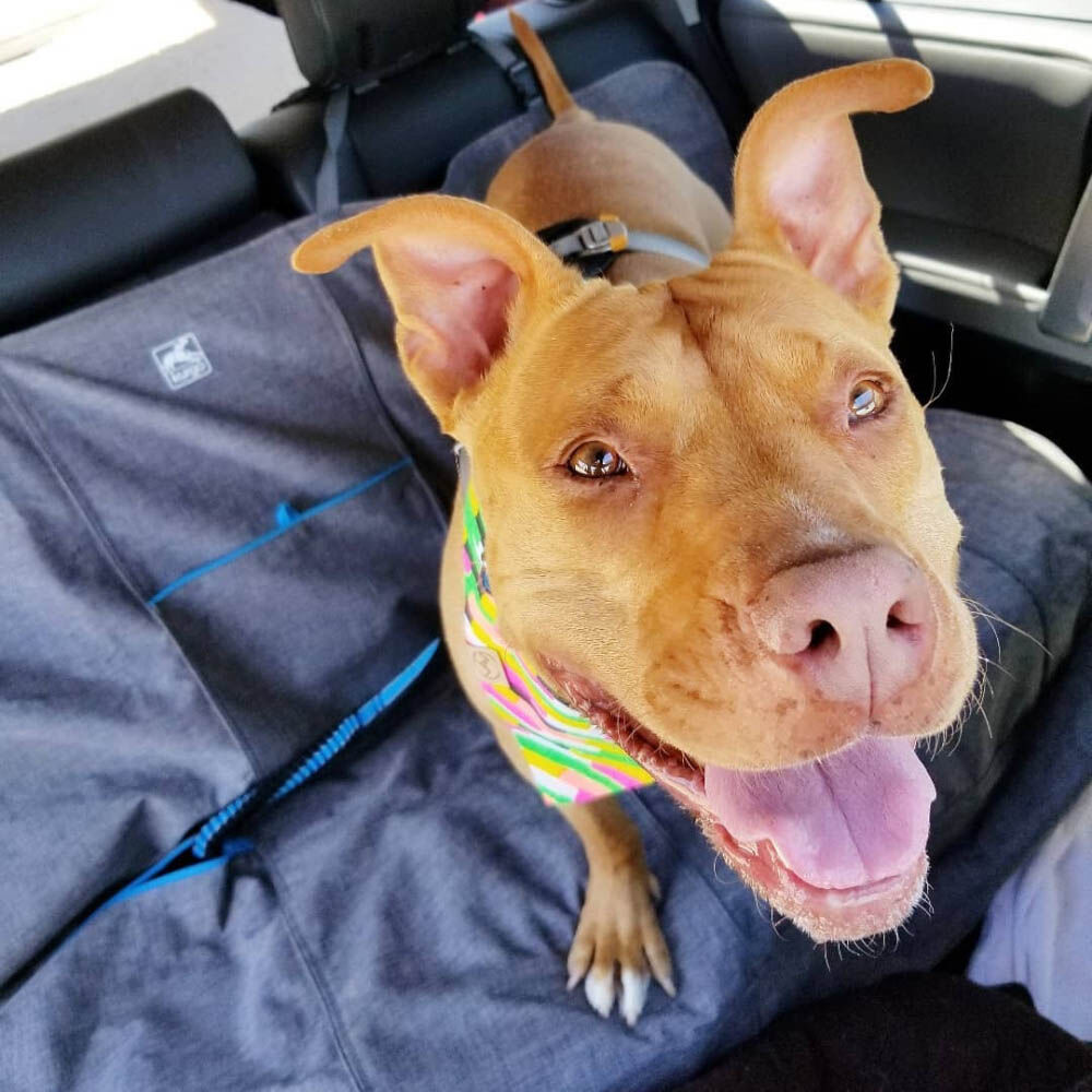 Kurgo Heather Achterbank - Beschermhoes - grijs