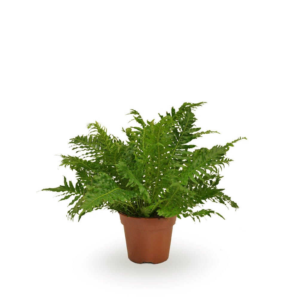 Blechnum 'Silver Lady' (dubbelloofvaren) - Kamerplant Blechnum 'Silver Lady' (dubbelloofvaren) - Kamerplant