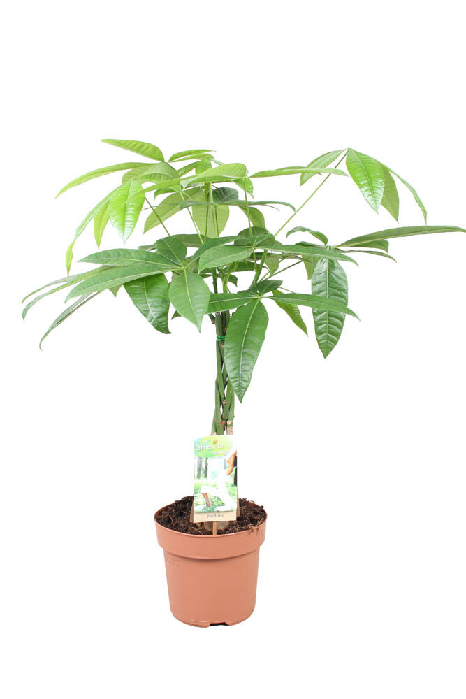 Geldboom (Pachira Aquatica) - Kamerplant - 17 cm Geldboom (Pachira Aquatica) - Kamerplant - 17 cm