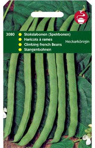 Hortitops Stokspekbonen Phaseolus Vulgaris L. Neckarkönigin (Type Phenomeen) - Groentezaden