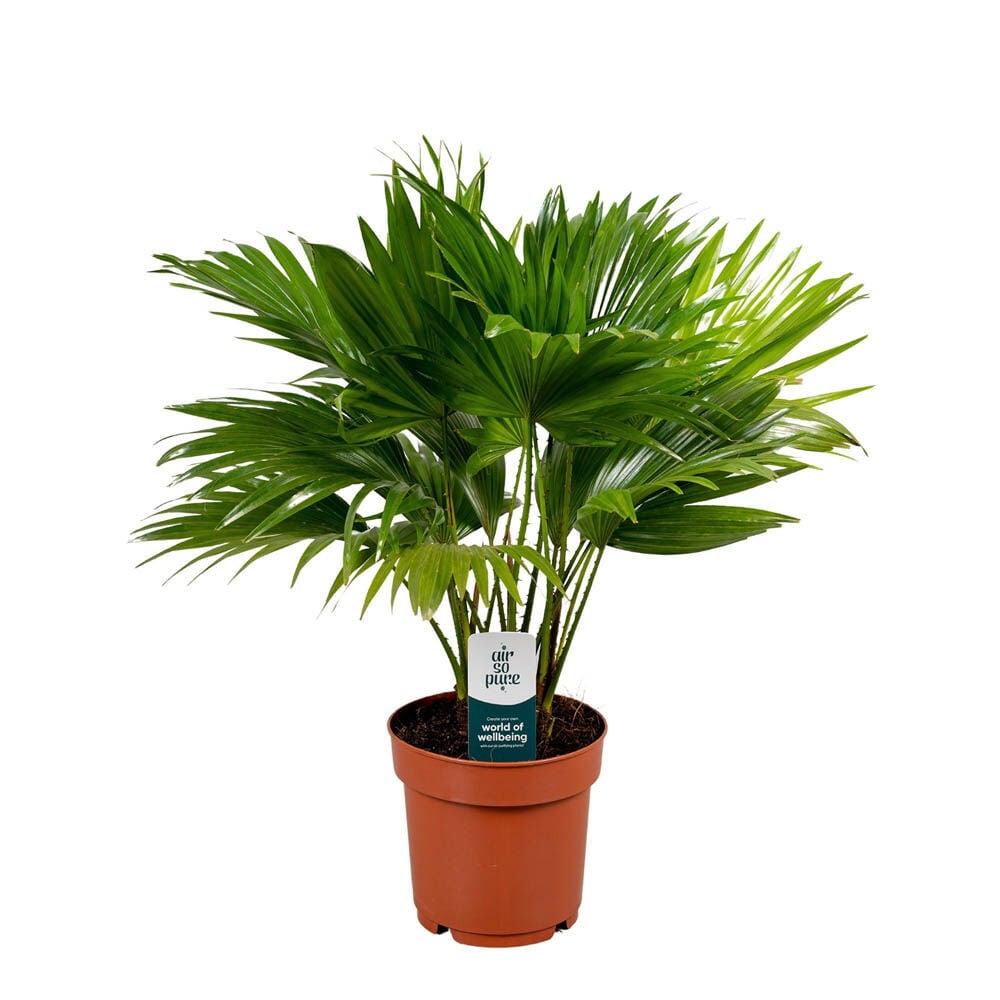 Livistona Rotundifolia (waaierpalm) - Kamerplant