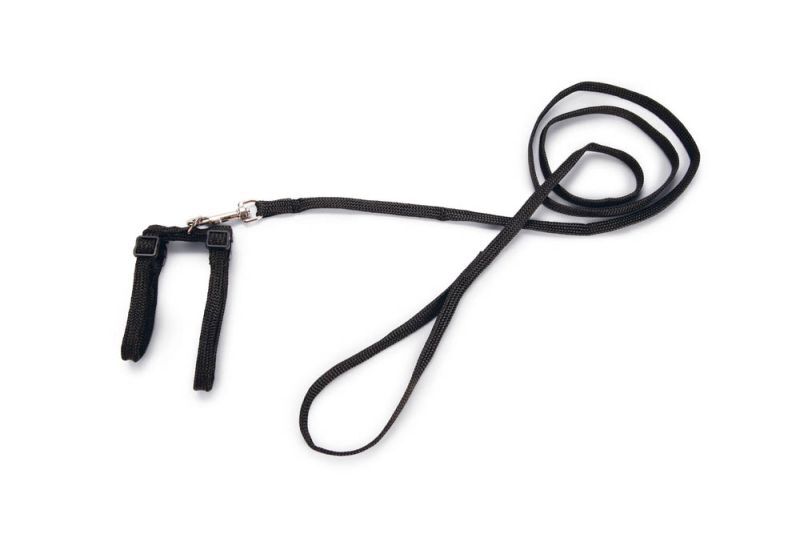 BEEZTEES - Kattentuigje - Zwart - 100 cm