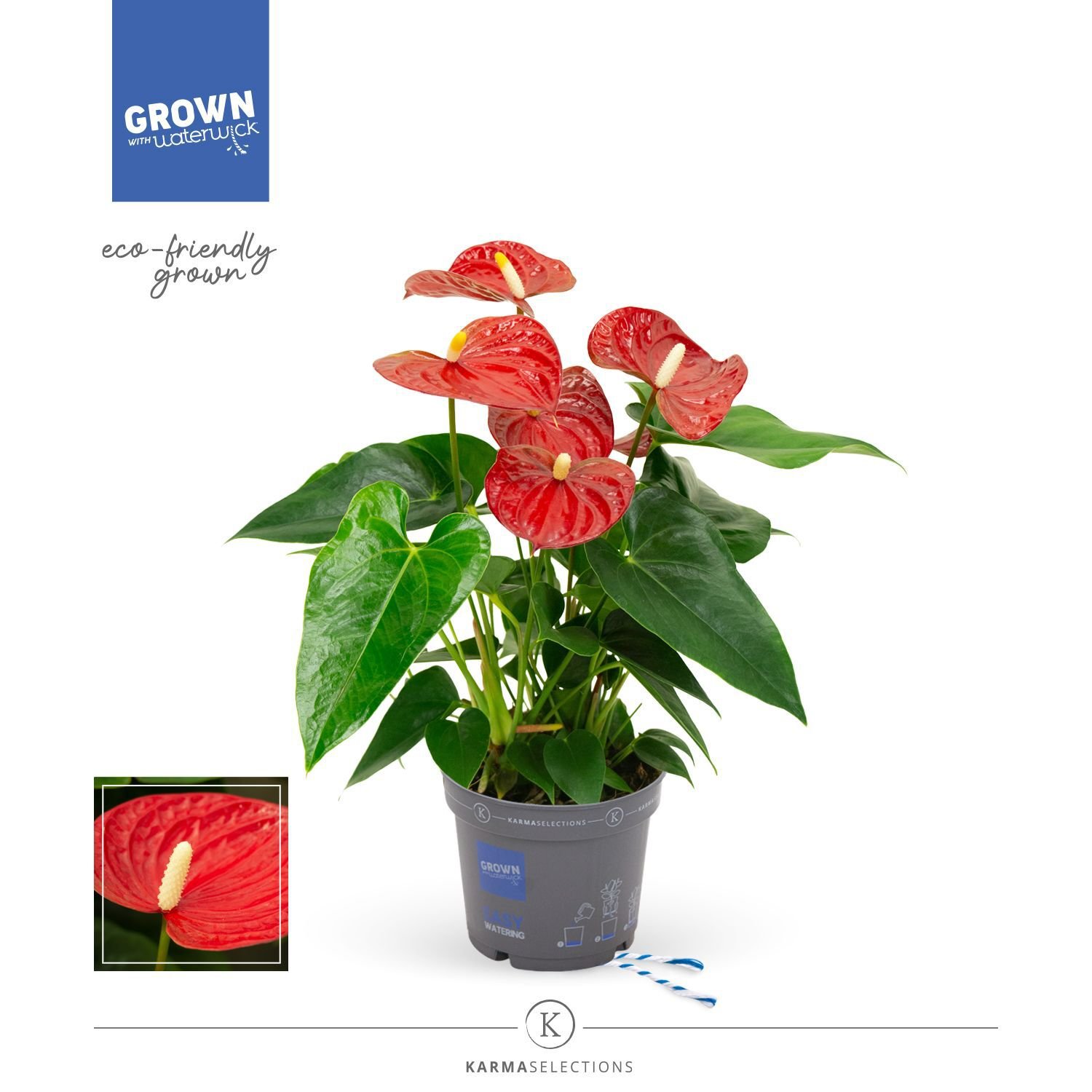 Anthurium Karma (flamingoplant) - Kamerplant - 12 cm