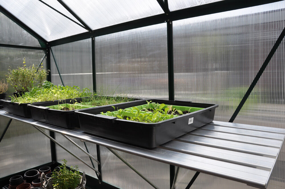 ROYAL WELL Grower - Kweektafel - M