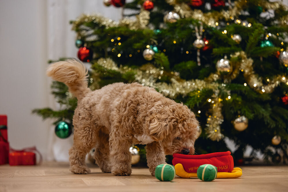 Beeztees Kerstslee Hide and Seek - Denkspel - Puzzel - Hondenspeelgoed - rood