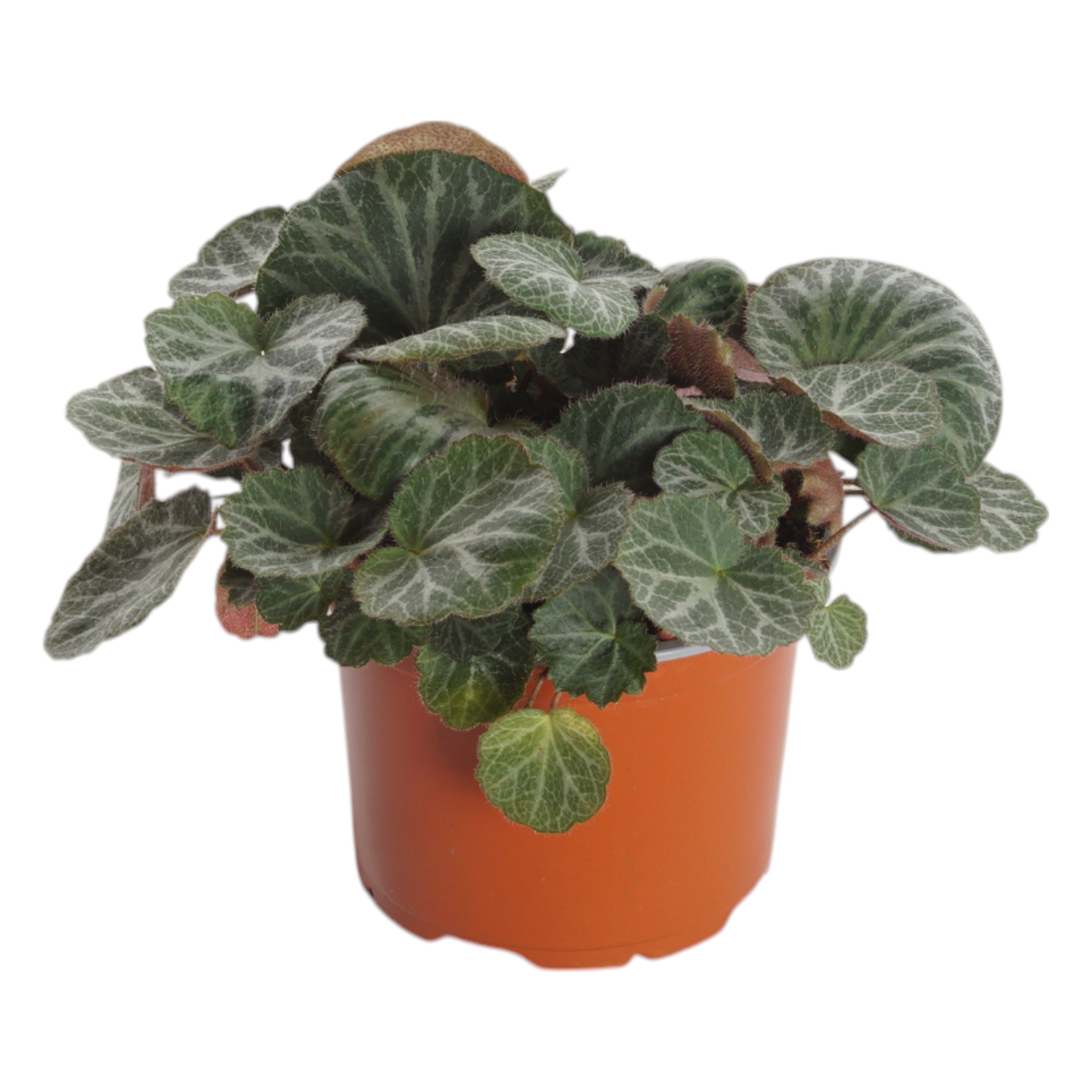 Saxifraga (steenbreek) - Kamerplant