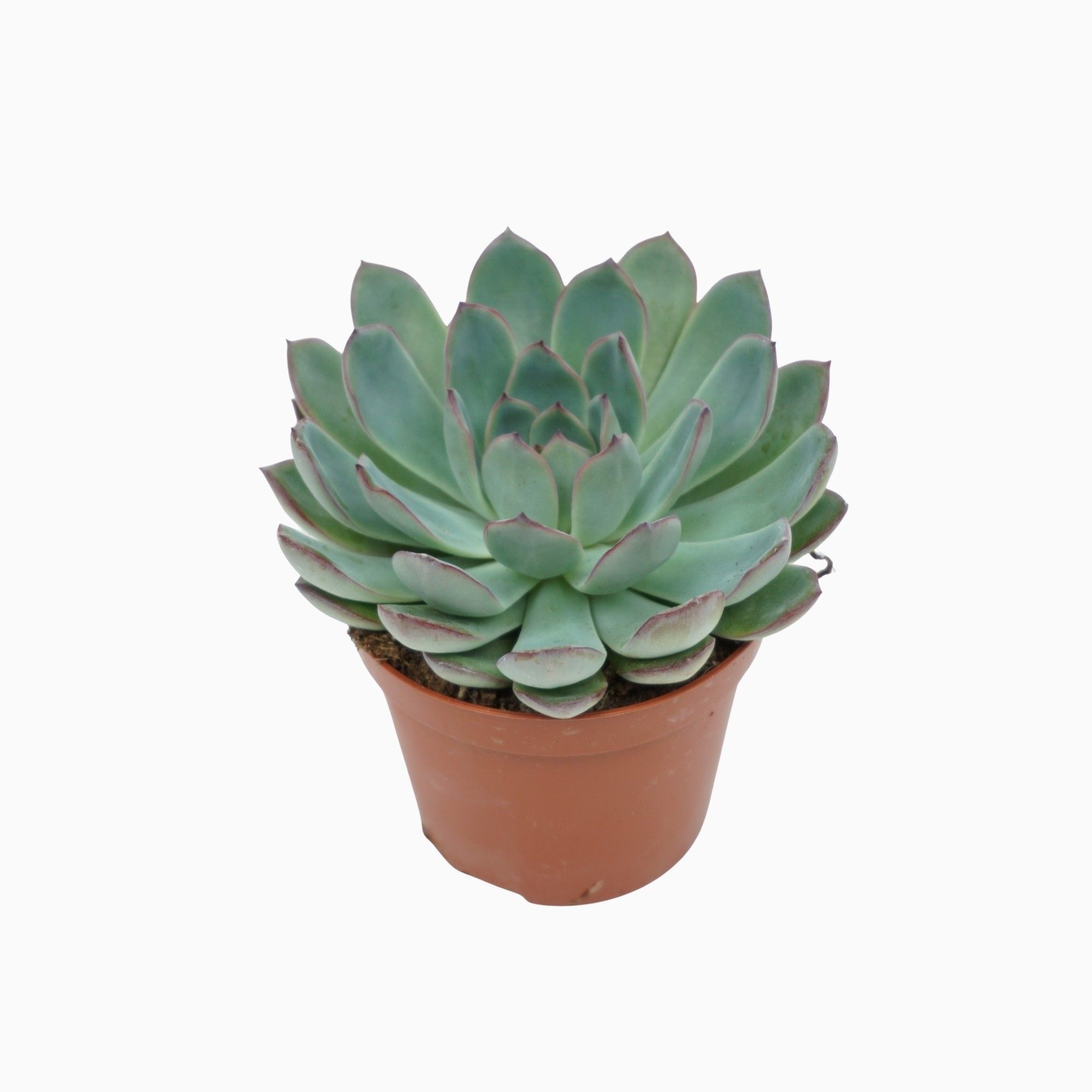 Succulent - Kamerplant - 5.5 cm