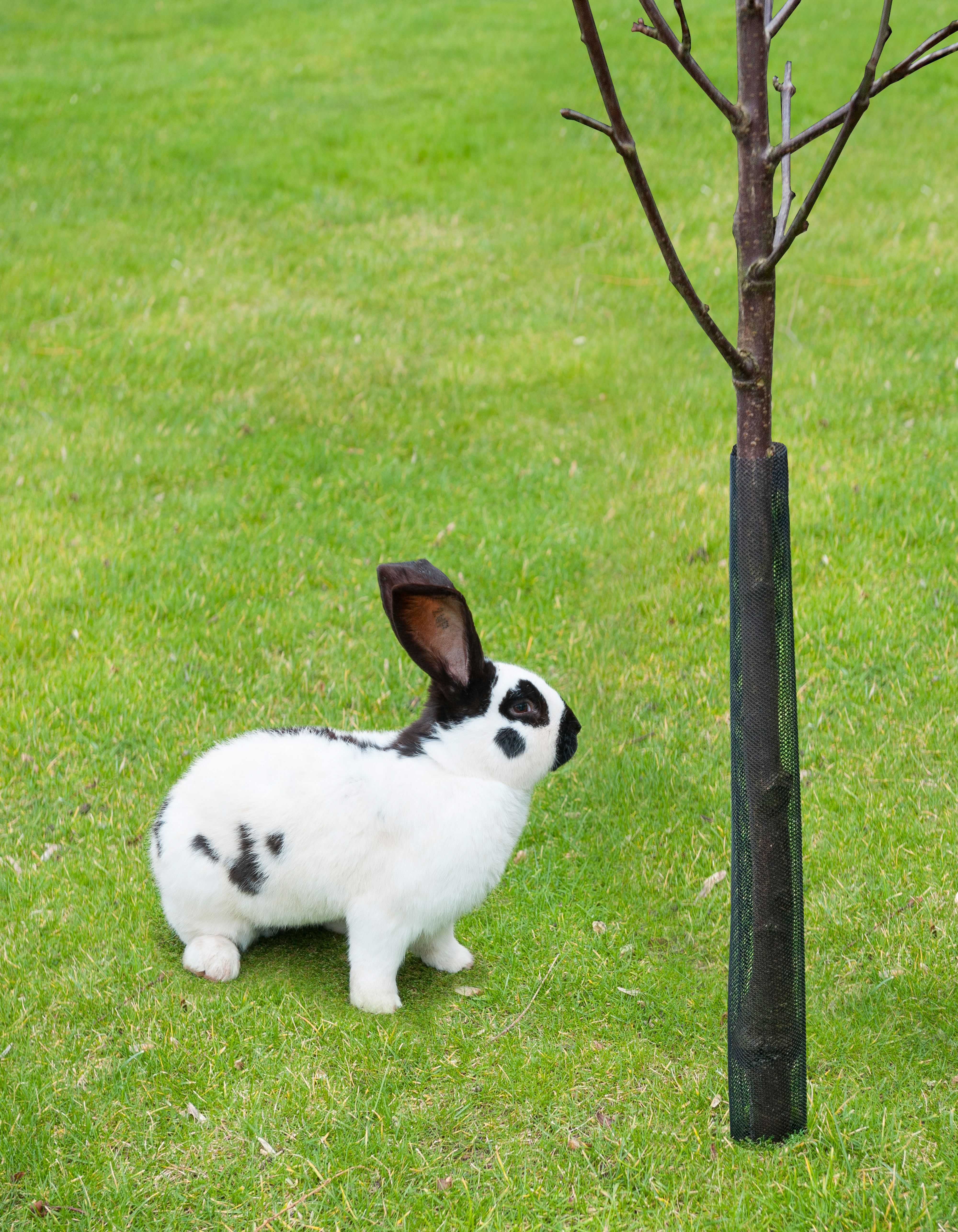 Nature Boombeschermers 4 stuks - Plantbescherming Nature Boombeschermers 4 stuks - Plantbescherming