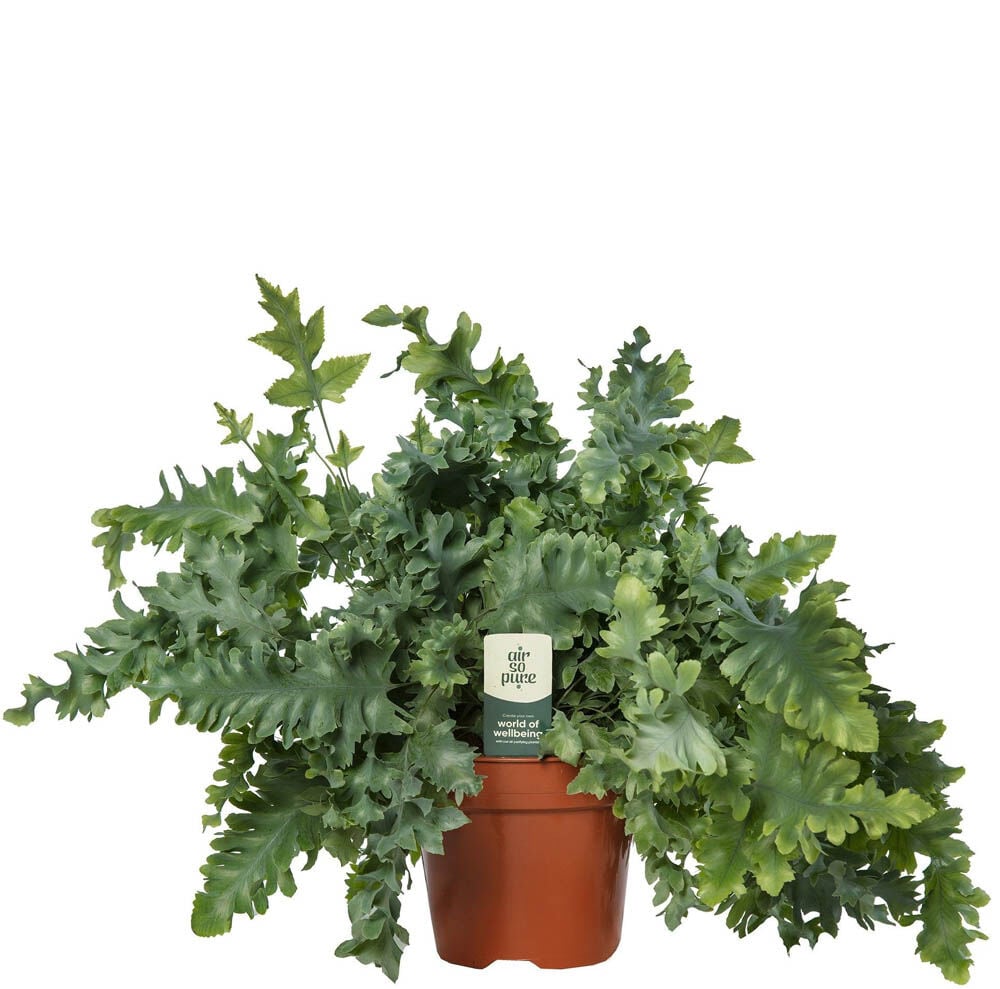 Varenmix - Kamerplant Varenmix - Kamerplant