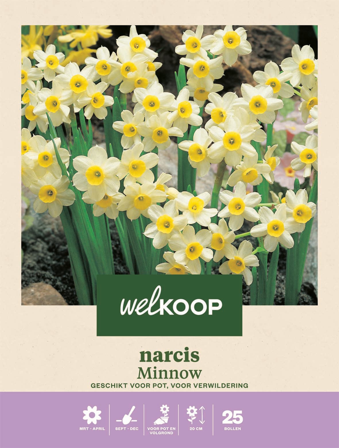 Welkoop Narcis Botanisch Minnow - Bloembollen Welkoop Narcis Botanisch Minnow - Bloembollen