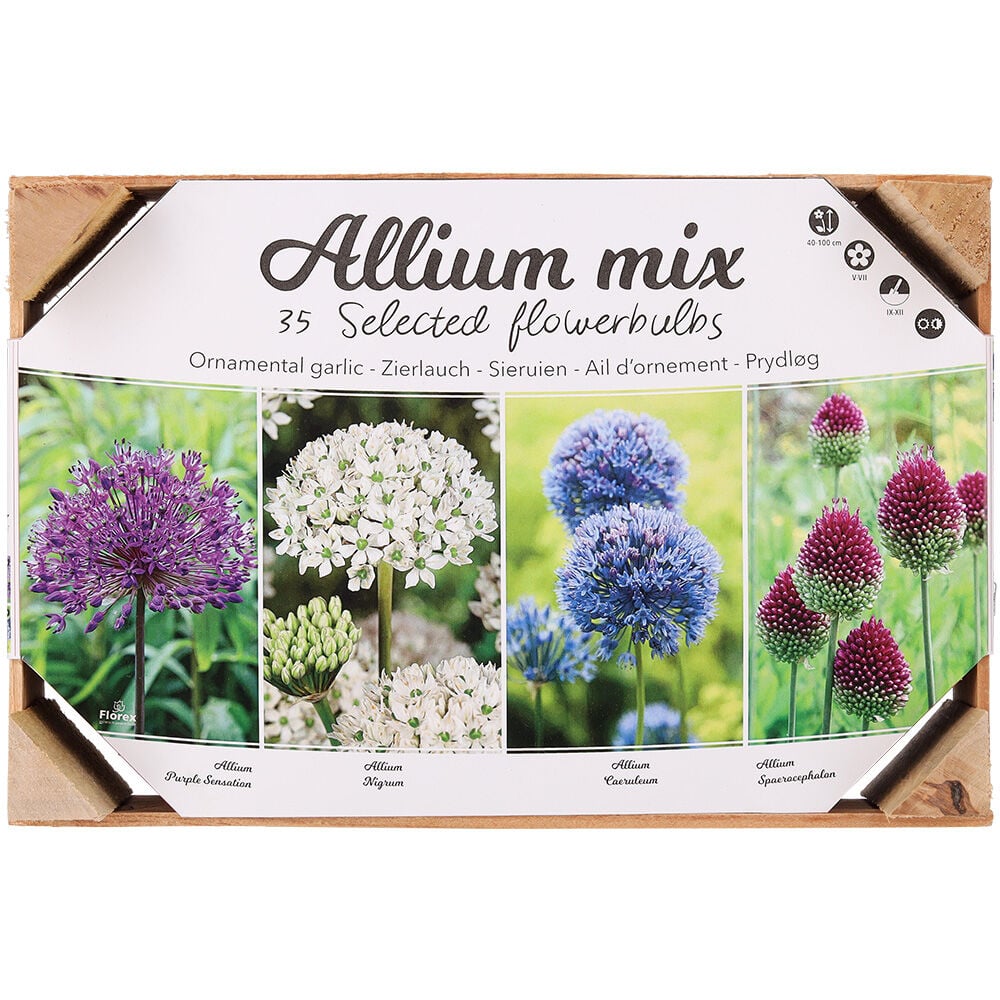 Florex Allium Bloembollen mix - in Kistje Florex Allium Bloembollen mix - in Kistje