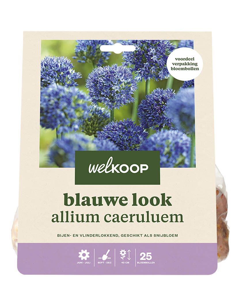 Welkoop Allium Lauren - Bloembollen