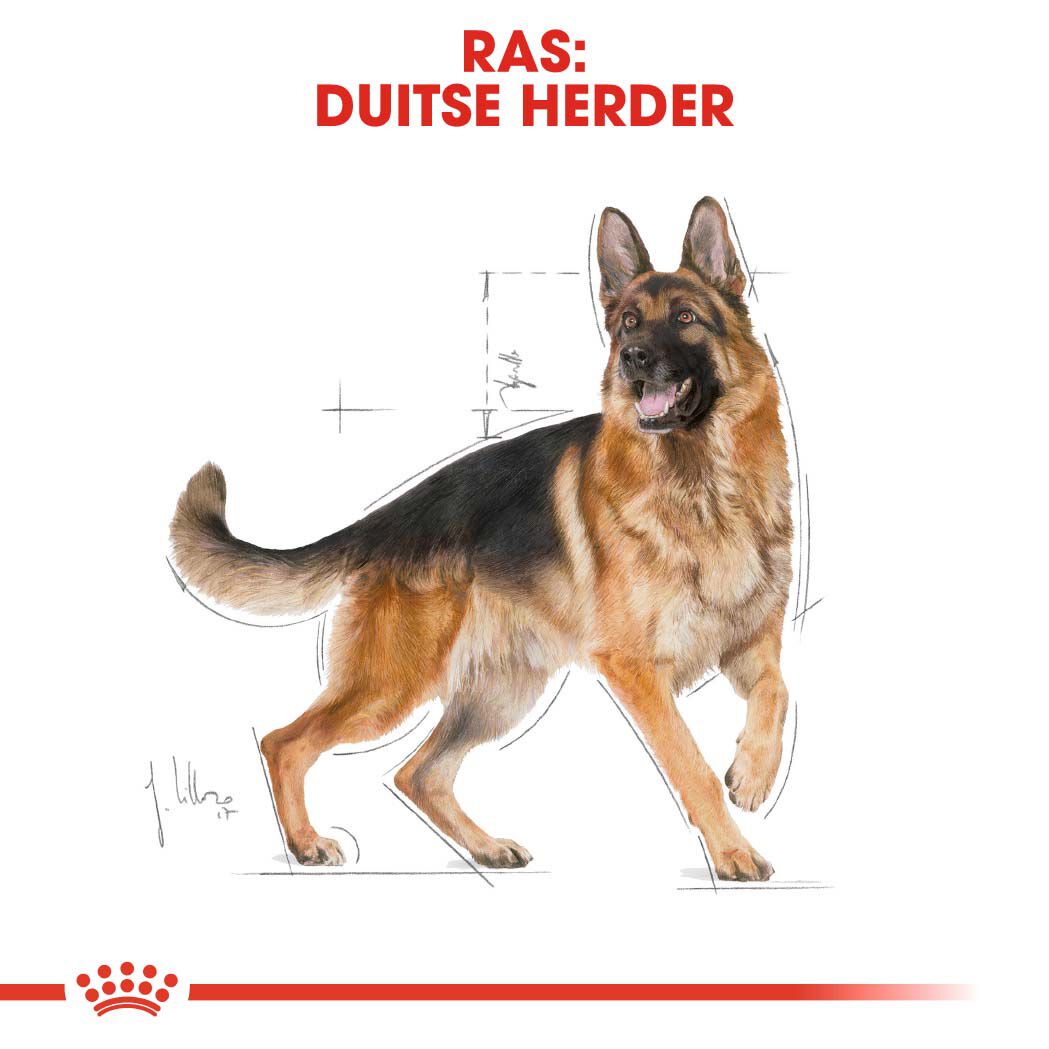 Royal Canin Duitse Herder Adult - Hondenvoer - 3 Kilogram - gevogelte
