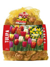 Florex Tulp - Narcis - Bloembollen