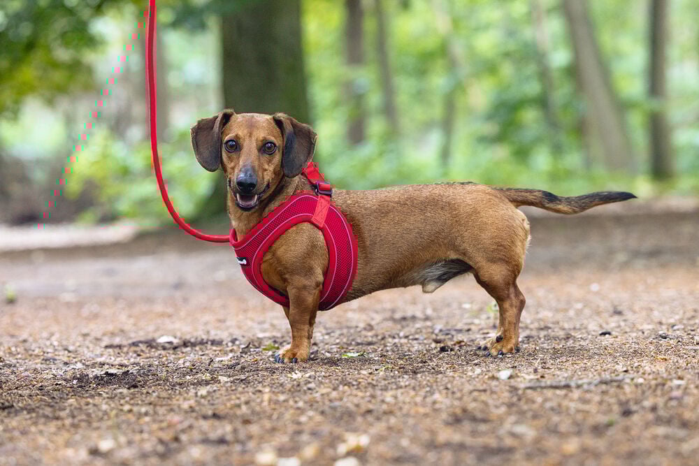 Beeztees Parinca Instaptuig - Hondentuig - rood - 30 tot 35 cm