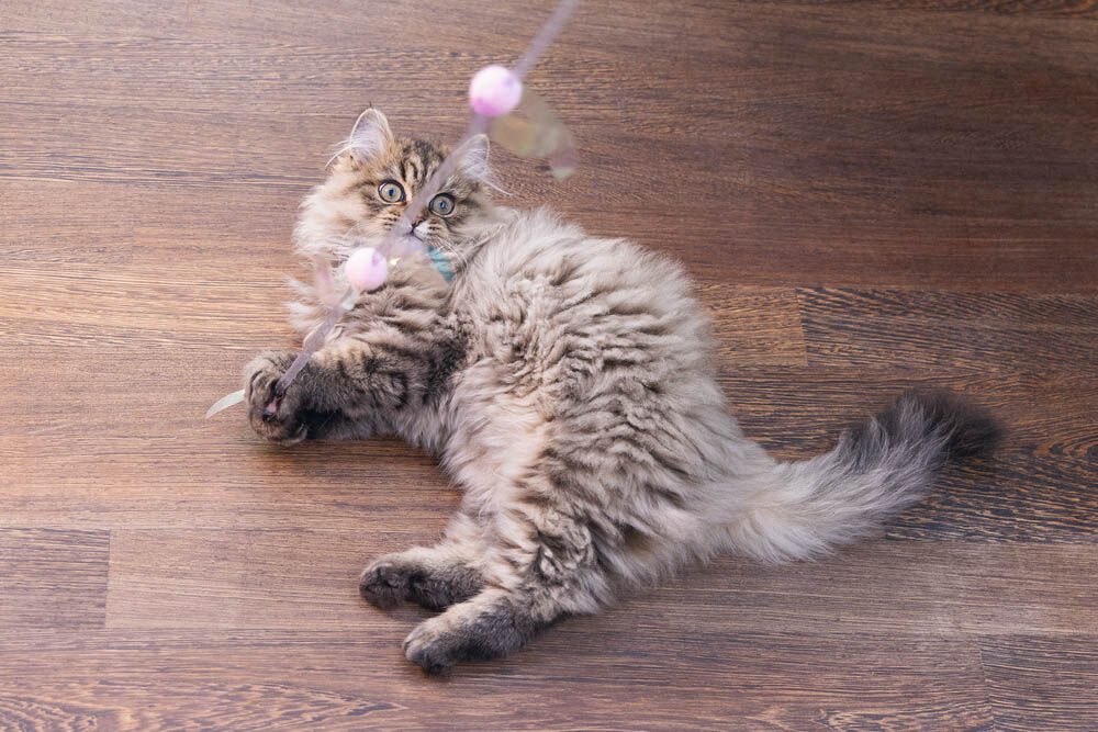 Beeztees Hengel Libelle - Kattenspeeltje - Multi