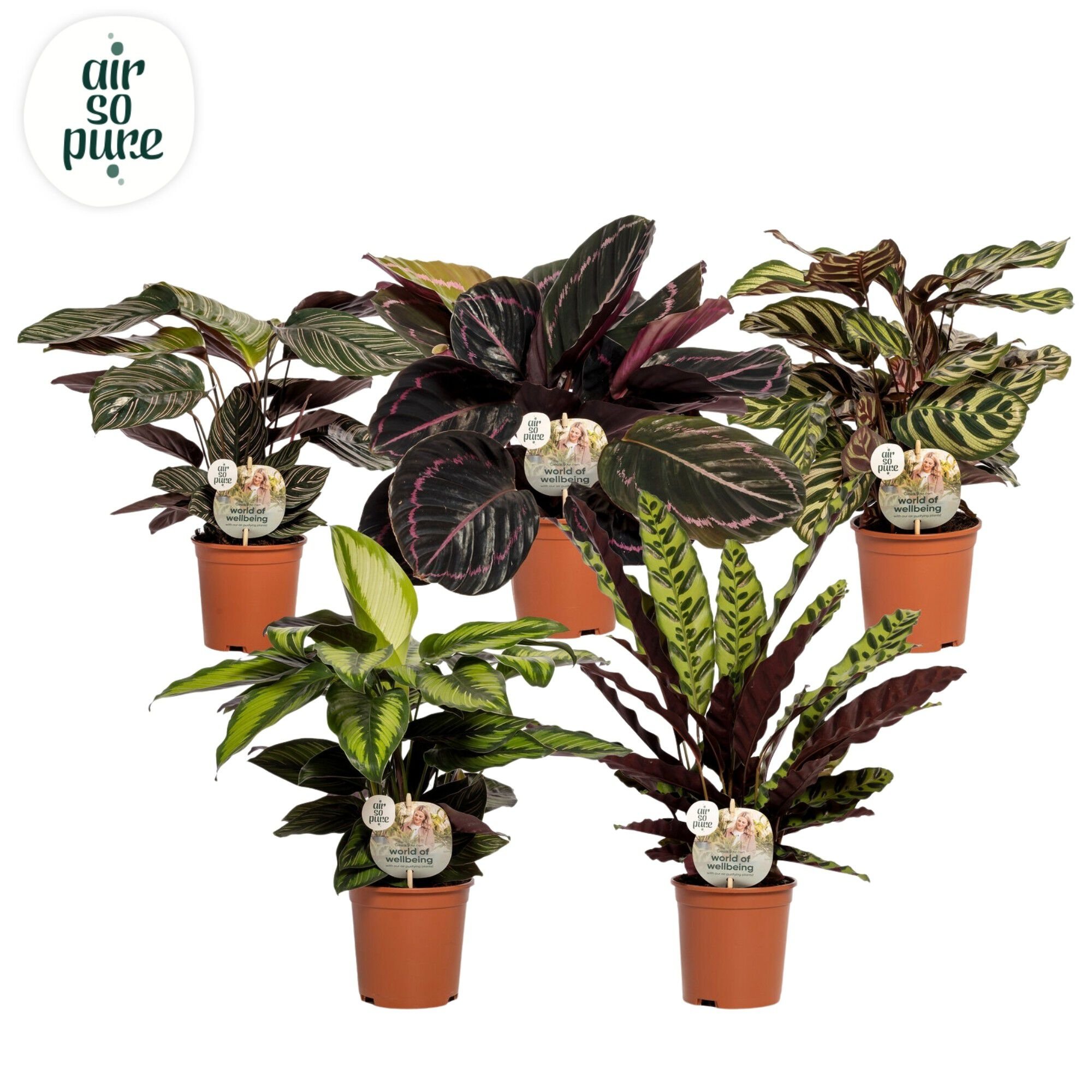 Calathea Mix - Kamerplant - 14 cm