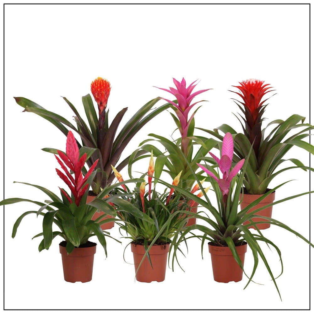 Bromelia - Kamerplant
