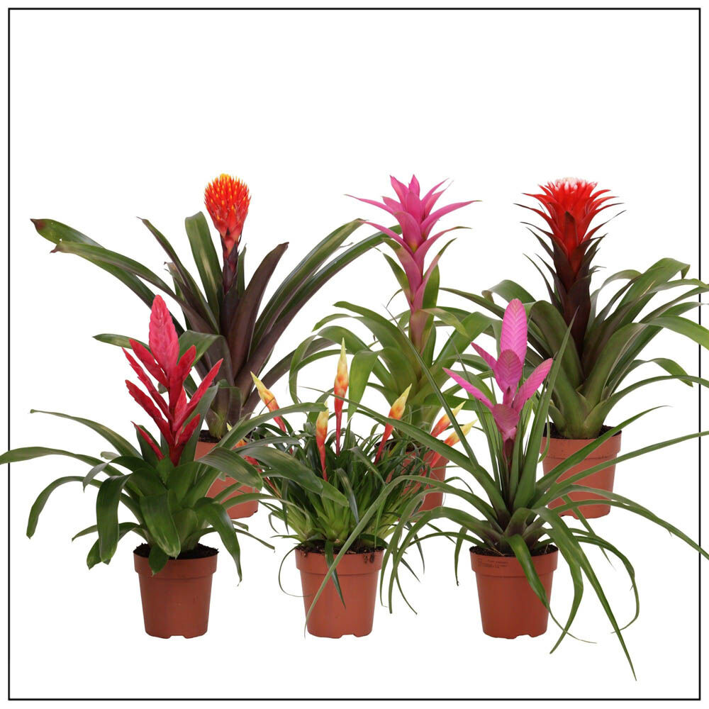 Bromelia - Kamerplant - 12 cm Bromelia - Kamerplant - 12 cm