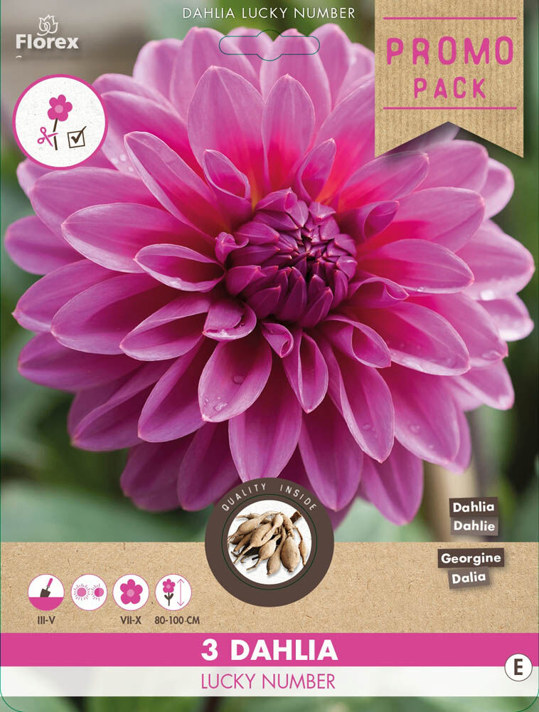 Florex Dahlia Lucky Number - Bloembollen Florex Dahlia Lucky Number - Bloembollen
