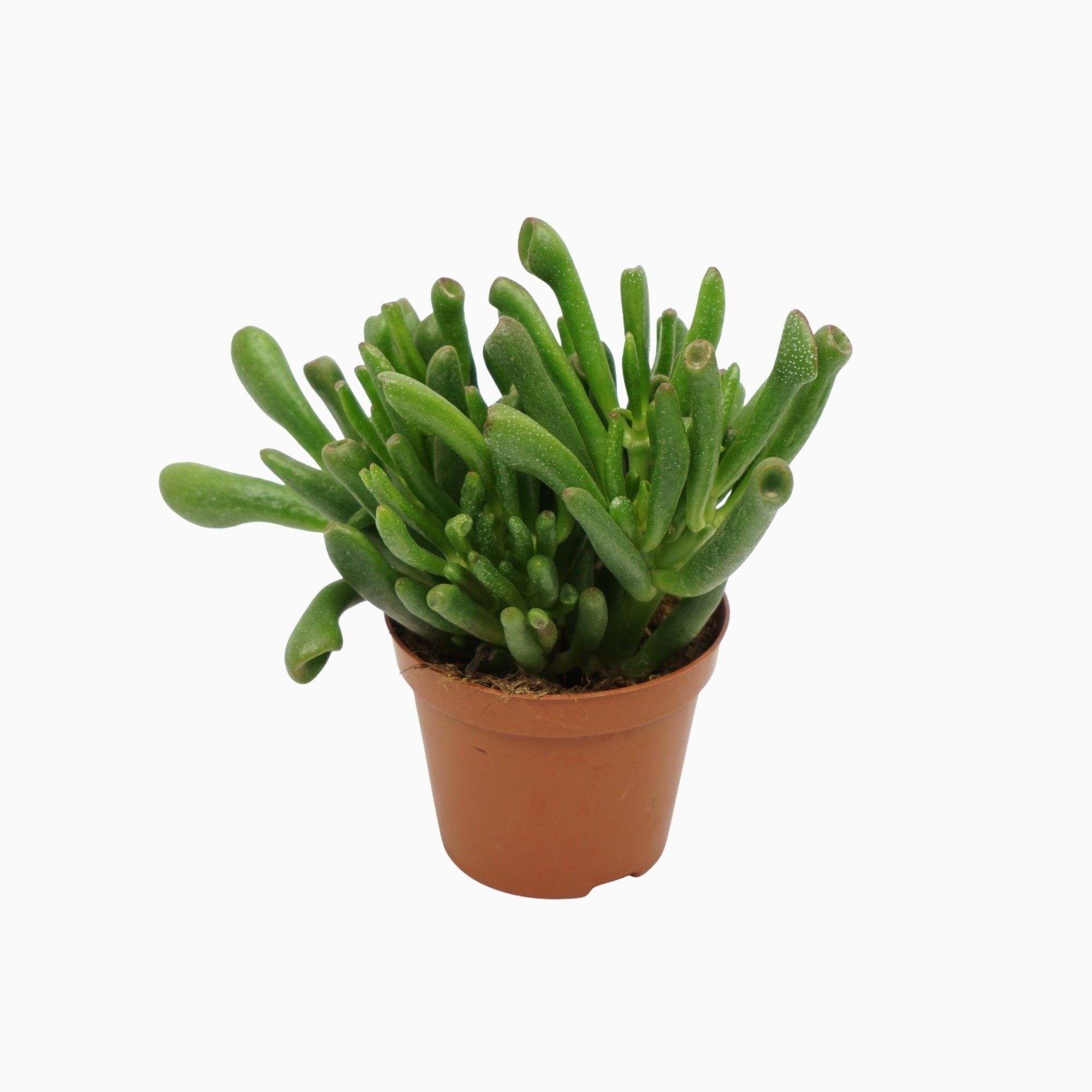 Succulent - Kamerplant - 5.5 cm