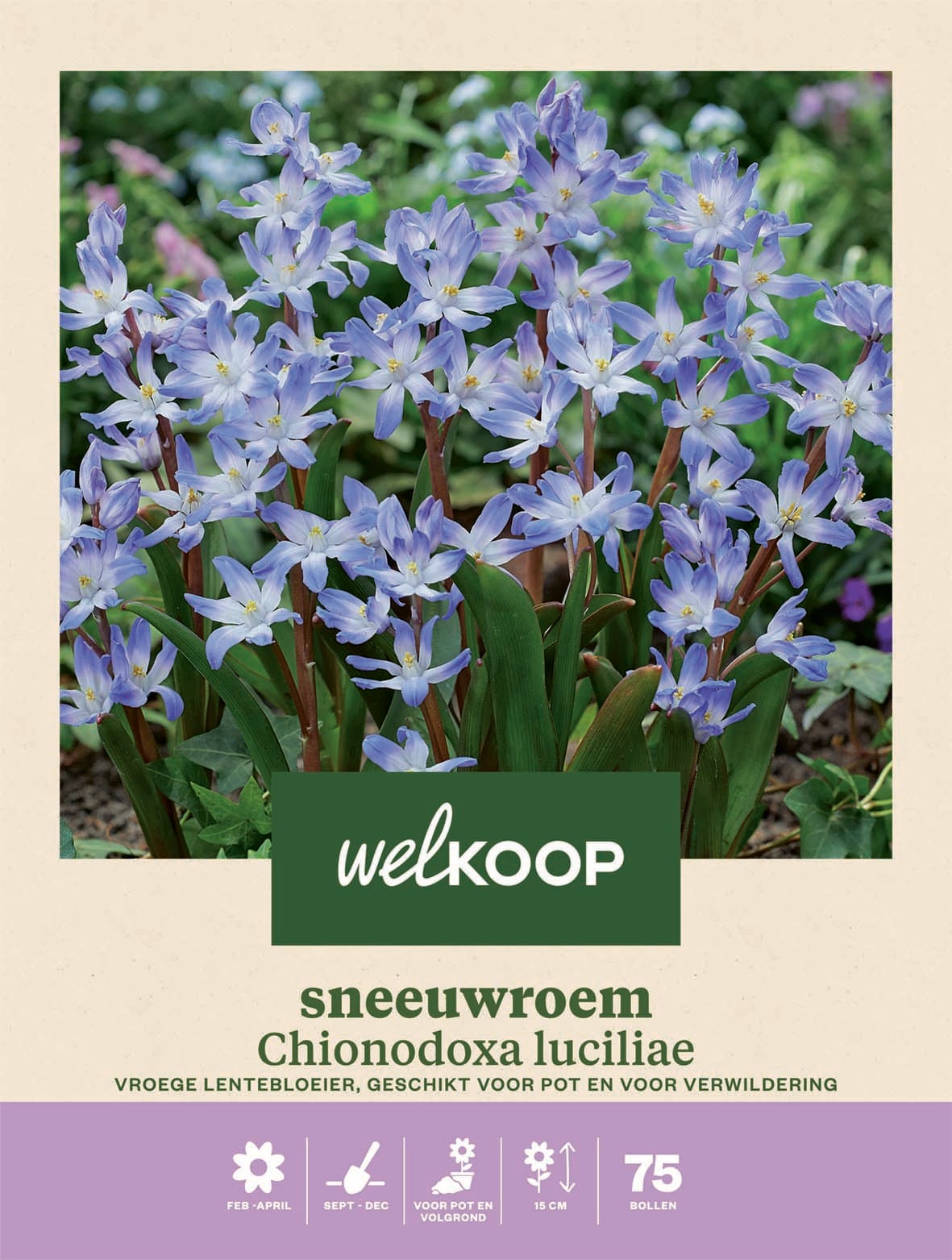 Welkoop Sneeuwroem Chionodoxa luciliae - Bloembollen Welkoop Sneeuwroem Chionodoxa luciliae - Bloembollen
