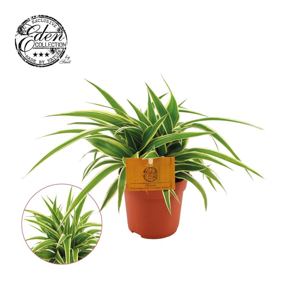 Graslelie (Chlorophytum Ocean) - Kamerplant Graslelie (Chlorophytum Ocean) - Kamerplant