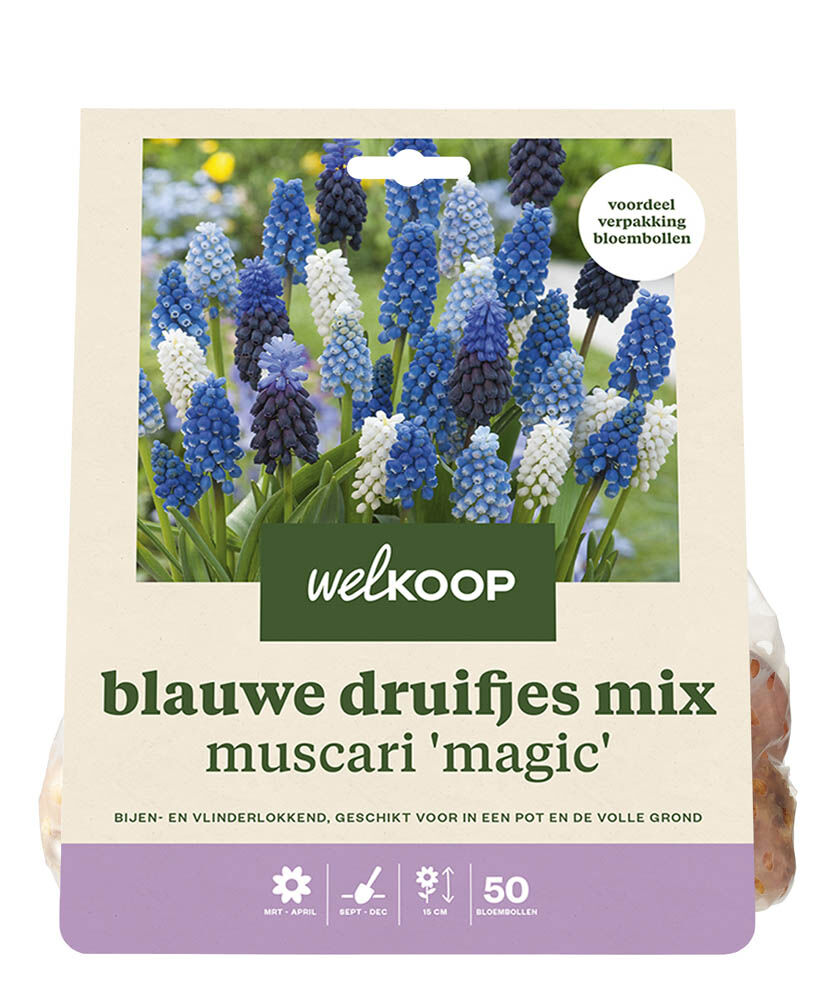 Welkoop Blauwe druifjes Muscari Armeniacum mix - Bloembollen